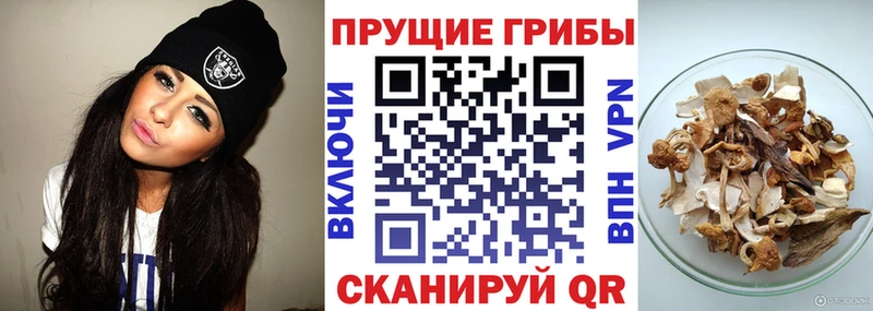 МЕГА ссылки  Бахчисарай  Псилоцибиновые грибы Psilocybine cubensis 